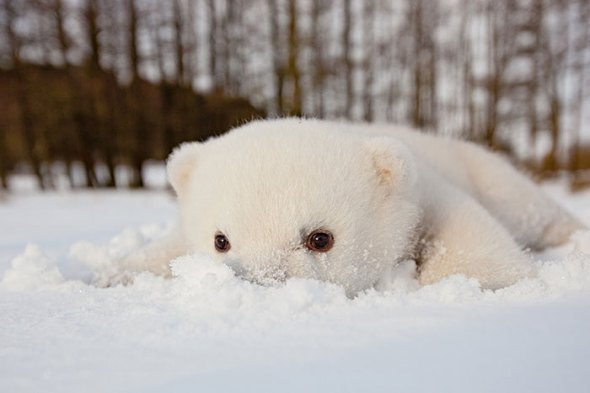 146002-Baby-Polar-Bear-Eating-Snow-Fo-Ama1