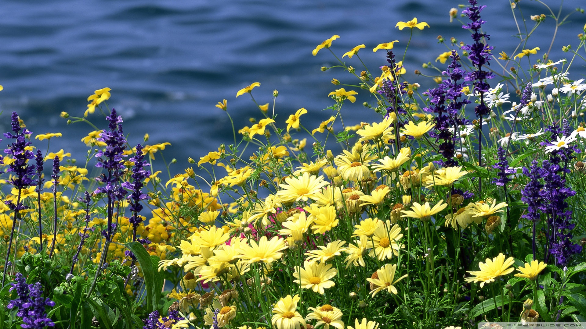 wild-flowers-and-river_00441323