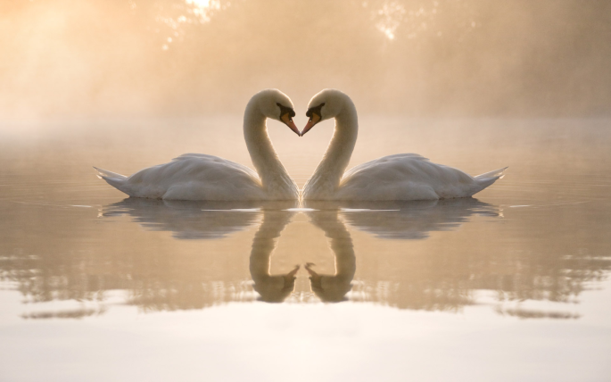 swan-heart.png